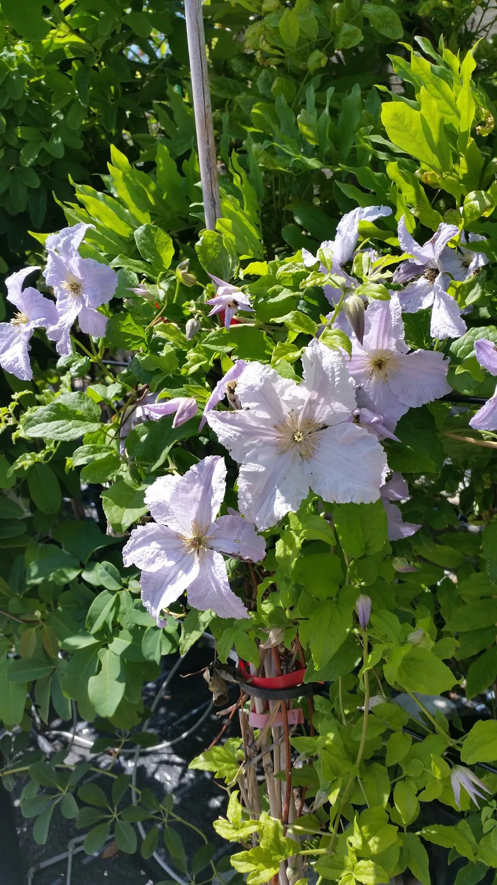 Clematis mit hellvioletten Blüten am Rankgitter