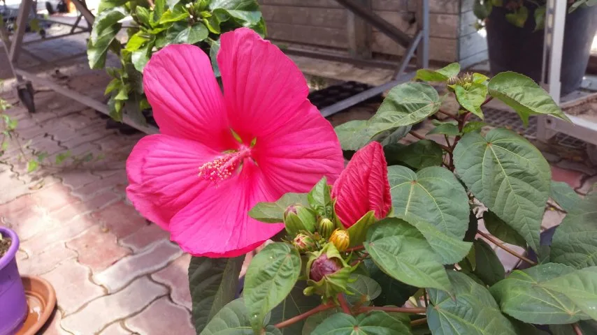Pinke Hibiskusblüte