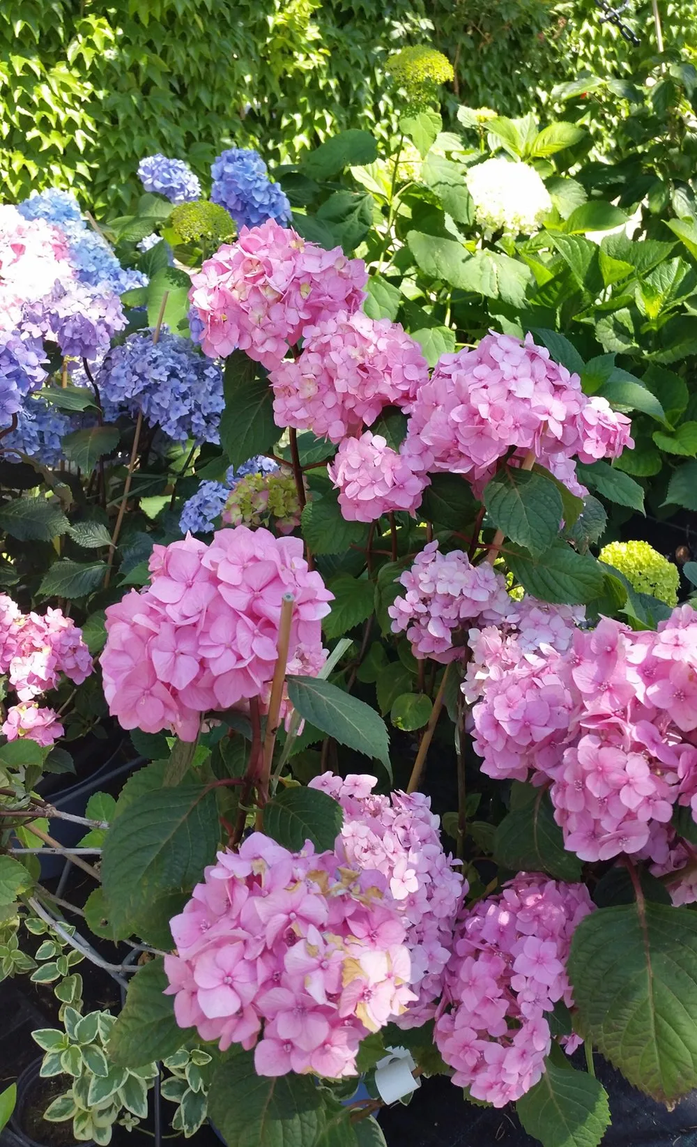 Blühende Hortensien in Rosa und Blau