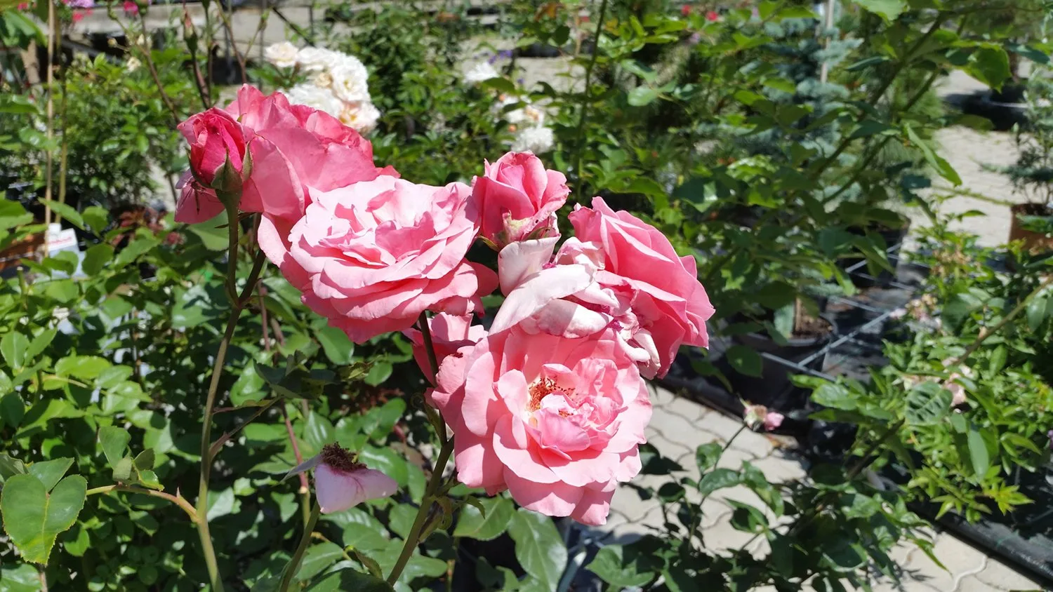 Rosa Rosen in voller Blüte